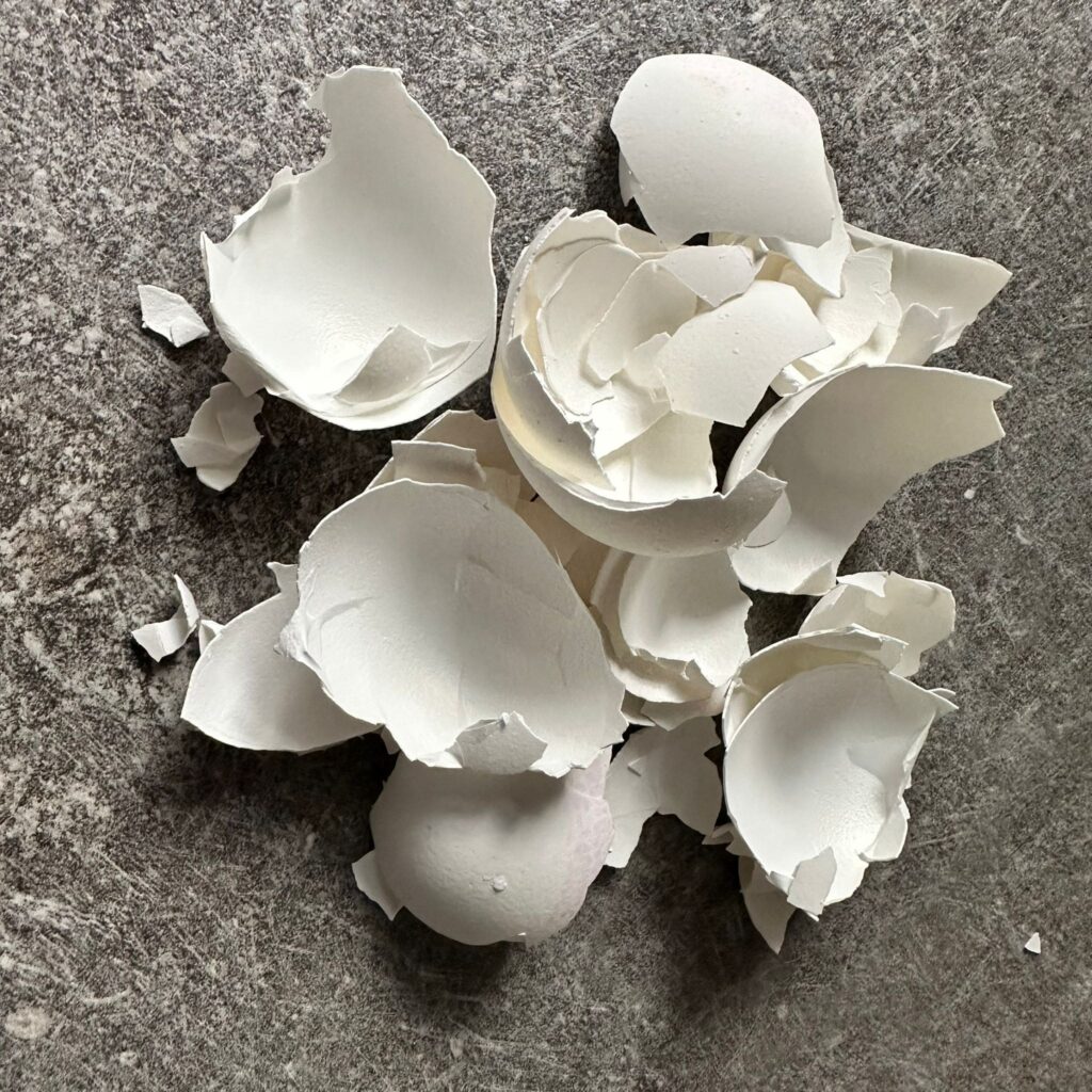 Eierschalen im Beitrag dürfen Hunde Ei fressen