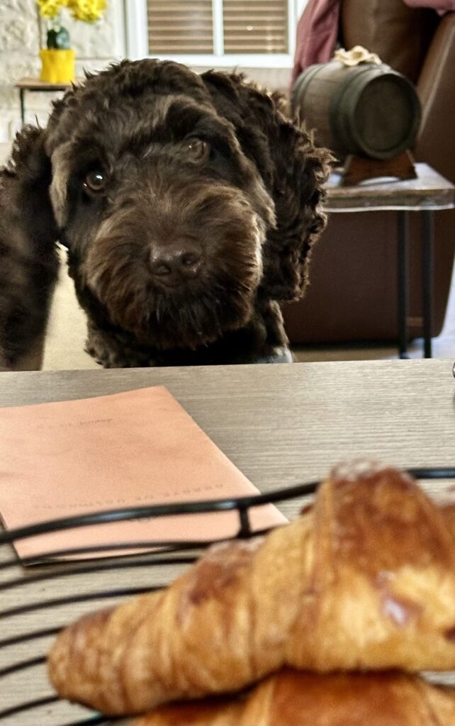 bettelnder Hund - eine Ursache für Übergewicht bei alten Hunden